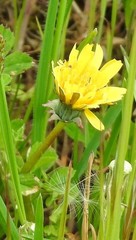 Taraxacum rubicundum