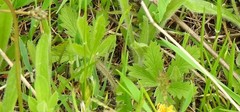 Potentilla pyrenaica
