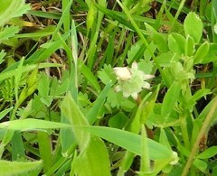 Taraxacum rubicundum