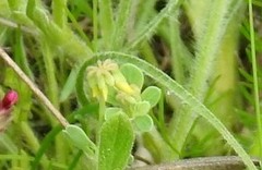 Coronilla repanda dura