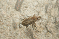 Lixus acutipennis