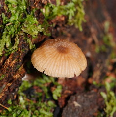 Entoloma readiae