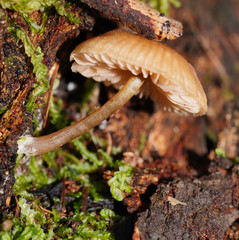 Entoloma readiae