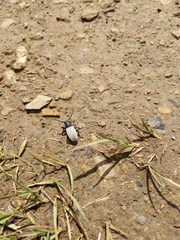 Dorcadion fuliginator