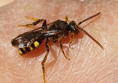 Nomada leucophthalma
