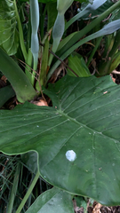 Alocasia odora