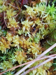 Sphagnum denticulatum