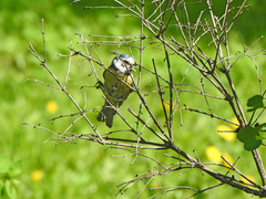 Cyanistes caeruleus