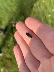 Melanotus punctolineatus