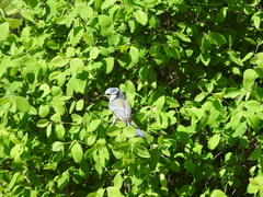 Cyanistes caeruleus
