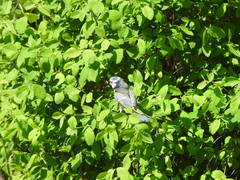 Cyanistes caeruleus