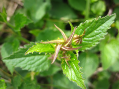 Campanula punctata