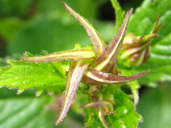 Campanula punctata