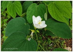 Bauhinia acuminata