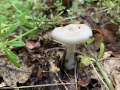 Amanita argentea