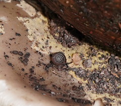 Excellaoma melbournensis