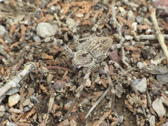 Eusparassus levantinus