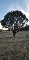 Eucalyptus stellulata