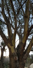 Eucalyptus stellulata