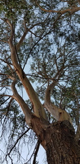 Eucalyptus stellulata