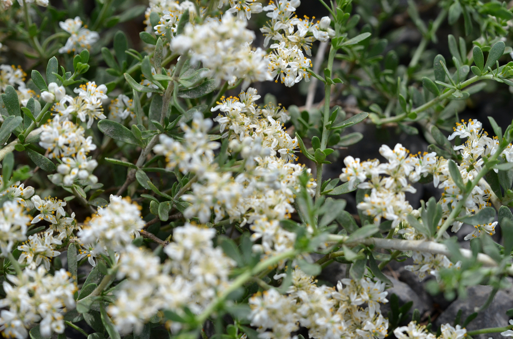 Nitraria sibirica (Nitraria sibirica)