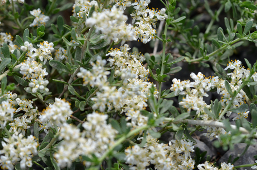 Nitraria sibirica (Nitraria sibirica)