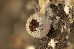 Ascobolus sacchariferus