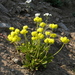 Alpine Golden Buckwheat - Photo (c) mhays, some rights reserved (CC BY-NC), uploaded by mhays