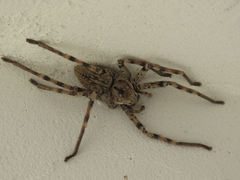 Eusparassus levantinus