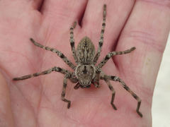 Eusparassus levantinus