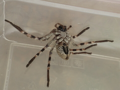 Eusparassus levantinus