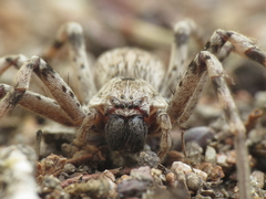 Eusparassus levantinus