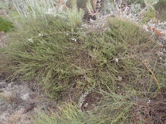 Aspalathus biflora longicarpa
