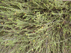 Aspalathus biflora longicarpa