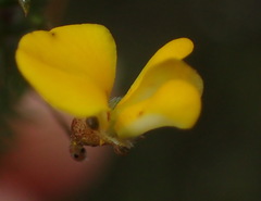 Aspalathus biflora longicarpa