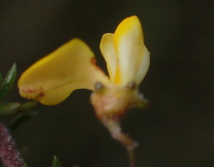 Aspalathus biflora longicarpa