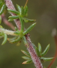 Aspalathus biflora longicarpa
