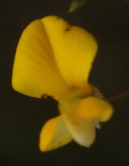 Aspalathus biflora longicarpa