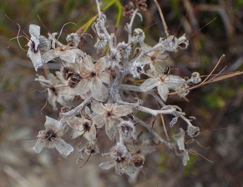 Image of Dilatris ixioides by (c) Nicola van Berkel, some rights reserved (CC BY-SA)