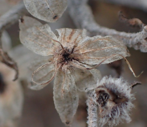 Image of Dilatris ixioides by (c) Nicola van Berkel, some rights reserved (CC BY-SA)