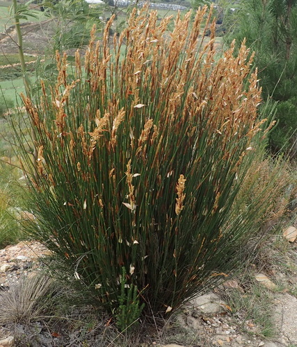 Image of Elegia equisetacea by (c) Nicola van Berkel, some rights reserved (CC BY-SA)