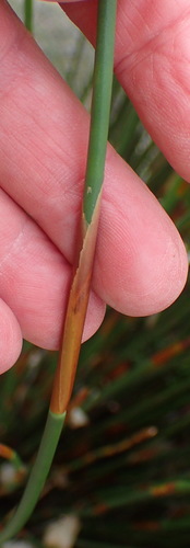 Image of Elegia equisetacea by (c) Nicola van Berkel, some rights reserved (CC BY-SA)