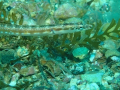 Chaenopsis alepidota