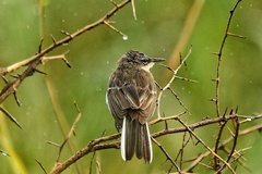 Motacilla capensis simplicissima
