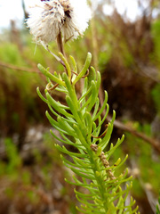 Chrysocoma coma-aurea