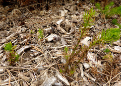 Chrysocoma coma-aurea