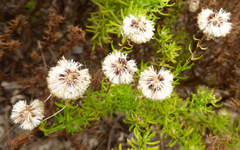 Chrysocoma coma-aurea