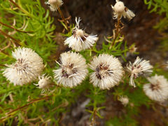 Chrysocoma coma-aurea