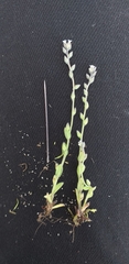Myosotis stricta