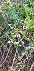 Cerastium semidecandrum